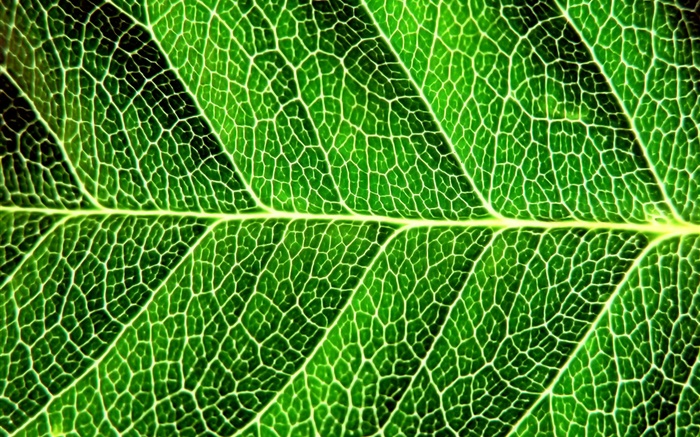 Свежий зеленый лист, макро фотография, строки обои,s изображение