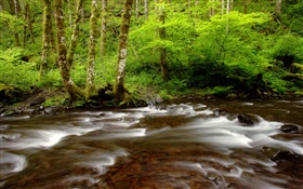 Бури-Крик, Tillamook Государственный лесной, штат Орегон, США HD обои