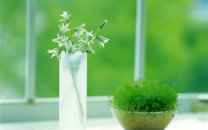 Стеклянная чаша, растения, зеленый, окно, весна обои,s изображение