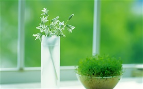 Стеклянная чаша, растения, зеленый, окно, весна HD обои