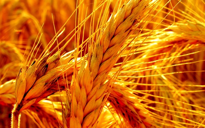 Золото пшеницы крупным планом обои,s изображение