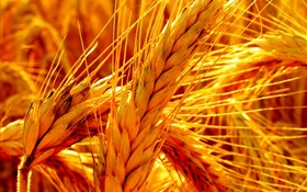 Золото пшеницы крупным планом