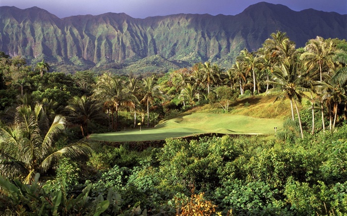 Гольф газон, пальмы, горы, Гавайи, США обои,s изображение