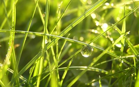 Трава после дождя, капли воды, солнце HD обои