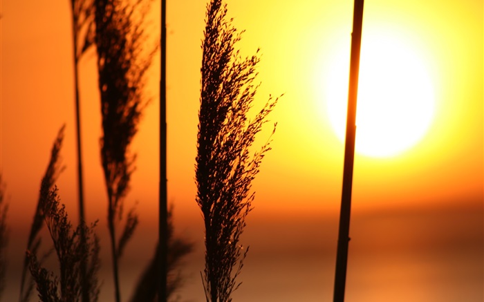 Трава на закате, красное небо обои,s изображение