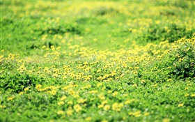 Трава, газон, желтые полевые цветы