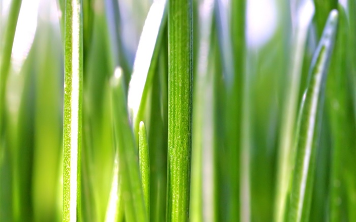 Трава листья макро фотография, боке обои,s изображение