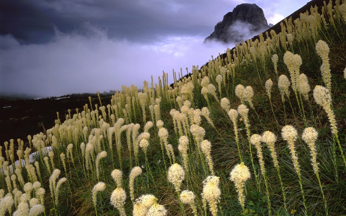 Трава, горы, склон, туман, рассвет обои,s изображение