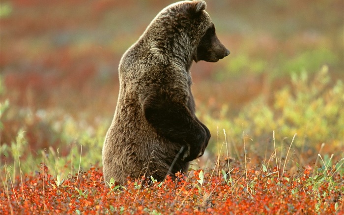 Серый медведь стоял обои,s изображение