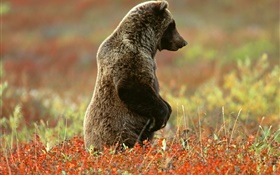 Серый медведь стоял
