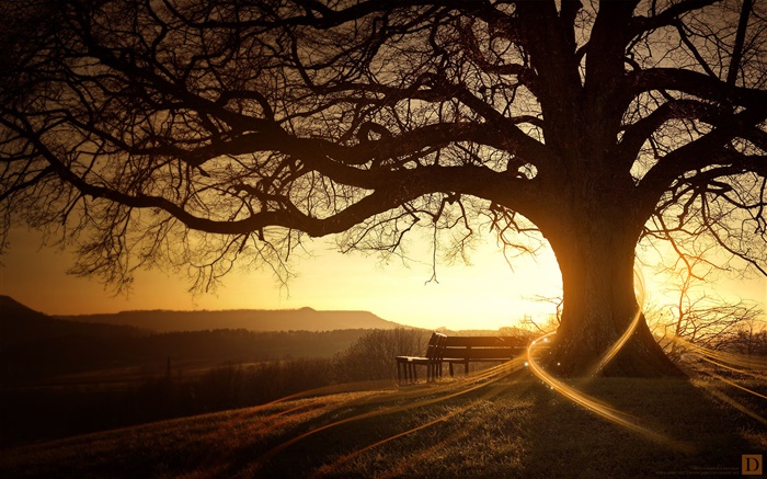Отличное дерево, скамейка, закат, лучи света, творческие фотографии обои,s изображение