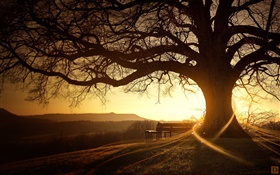 Отличное дерево, скамейка, закат, лучи света, творческие фотографии