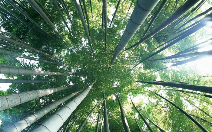 Зеленый бамбук, вид сверху, блики обои,s изображение