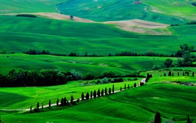 Зеленое поле, Тоскана, Италия, деревья, дороги
