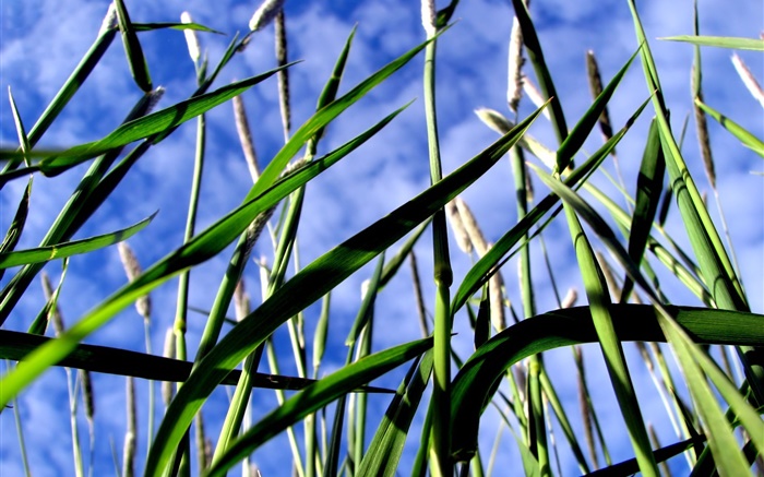 Зеленая трава, синее небо обои,s изображение