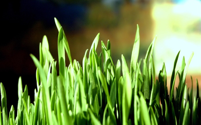 Зеленая трава крупным планом, боке обои,s изображение