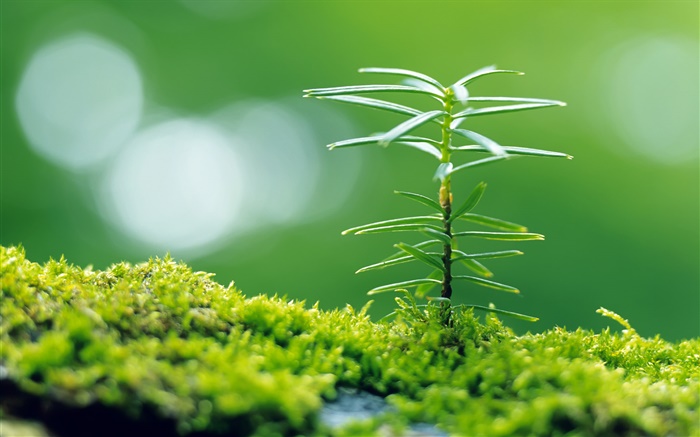Зеленая трава, весна, маленькое растение крупным планом обои,s изображение