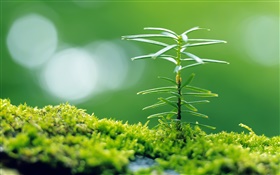 Зеленая трава, весна, маленькое растение крупным планом HD обои