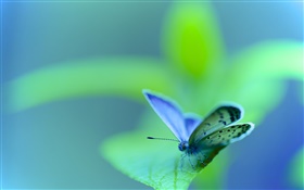 Зеленый лист, бабочка, мотылек, насекомое, боке HD обои
