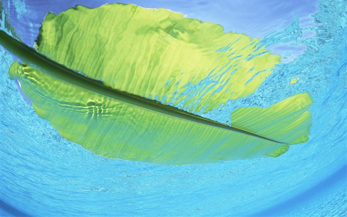Зеленый лист с плавающей точкой на морской воде, Мальдивы обои,s изображение