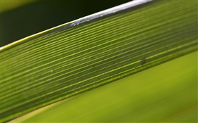 Зеленый лист макросъемки