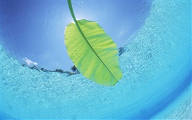 Зеленый лист, подводный, море, Мальдивские о-ва HD обои