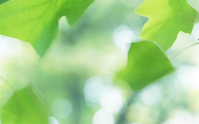 Зеленые листья, боке, лето обои,s изображение