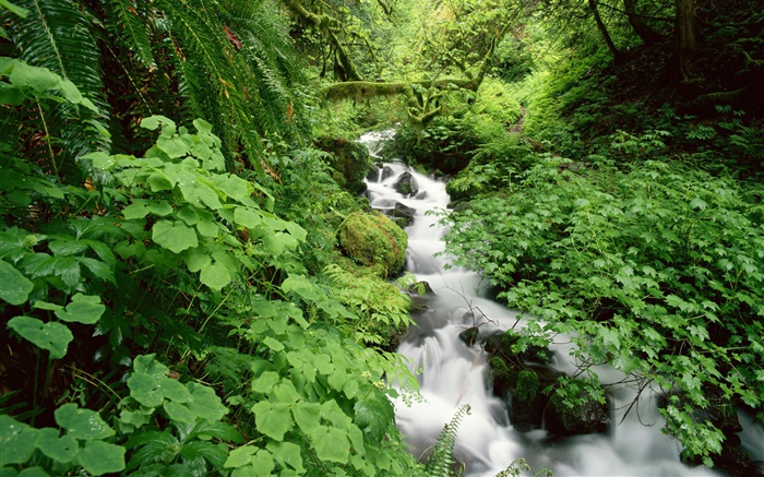 Зеленые листья, кустарник, ручей, ручей обои,s изображение