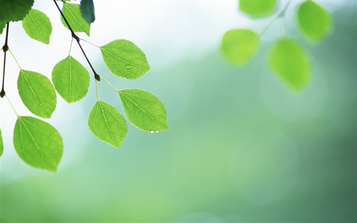 Зеленые листья, веточки, роса обои,s изображение