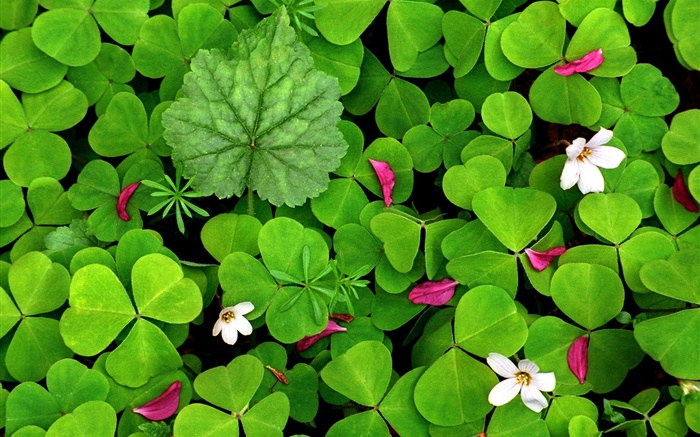 Зеленые кислица и небольшие белые цветы обои,s изображение