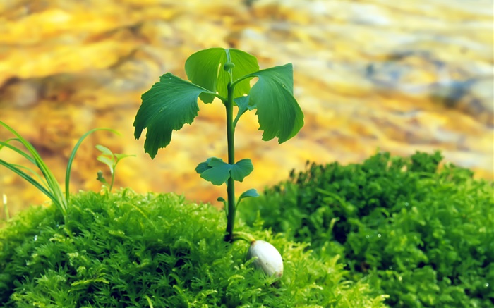 Зеленые растения, листья, трава, весна обои,s изображение