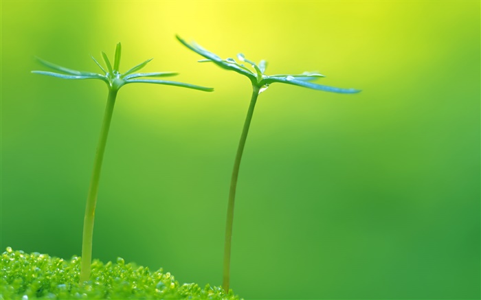 Зеленый цвет, весна, растения почки, свежие обои,s изображение