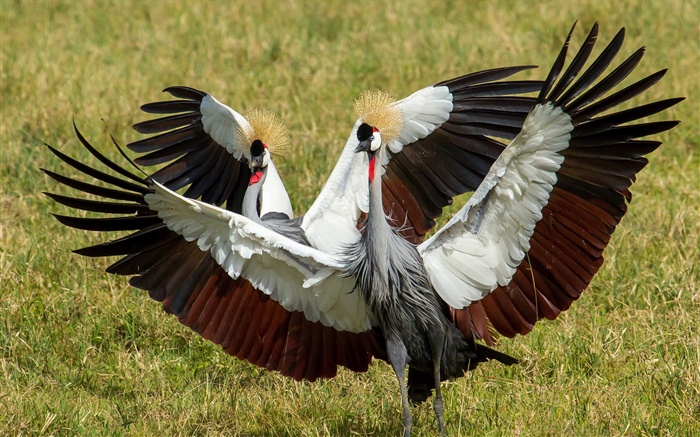 Восточный венценосный журавль, две птицы, крылья обои,s изображение