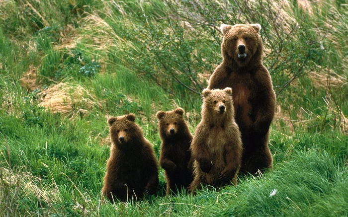 Grizzly медведь семьи, трава обои,s изображение