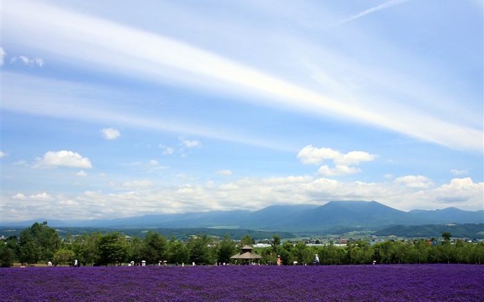Хоккайдо, Япония, вид на парк, цветы, горы, облака обои,s изображение