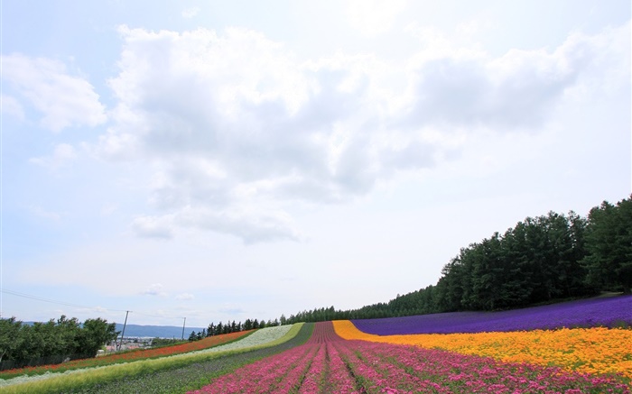 Хоккайдо, Япония, красивые цветы поле, красочные обои,s изображение