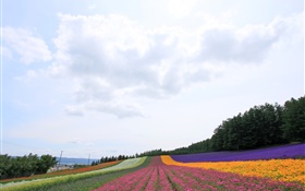 Хоккайдо, Япония, красивые цветы поле, красочные