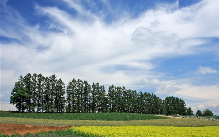Хоккайдо, Япония, природа пейзаж, лето, деревья, поля, облака обои,s изображение