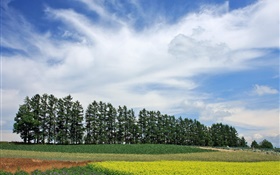 Хоккайдо, Япония, природа пейзаж, лето, деревья, поля, облака HD обои