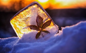 Лед, листья, снег, солнечный свет HD обои