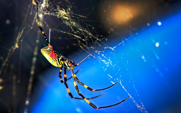 Макро насекомое, паук и холсты обои,s изображение