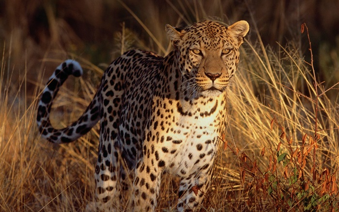 Jaguar в траве обои,s изображение
