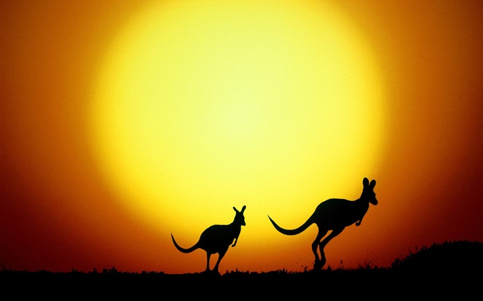 Кенгуру на закате, Австралия обои,s изображение