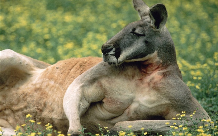 Кенгуру отдых, газон, Австралия обои,s изображение