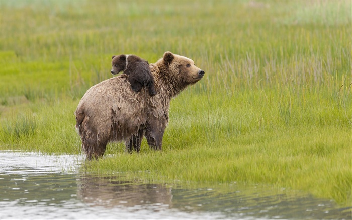 Озеро Кларк Национальный Парк, штат Аляска, медведи, вода, луг обои,s изображение