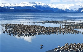 Озеро птиц