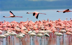 Озеро, фламинго, птицы летают HD обои