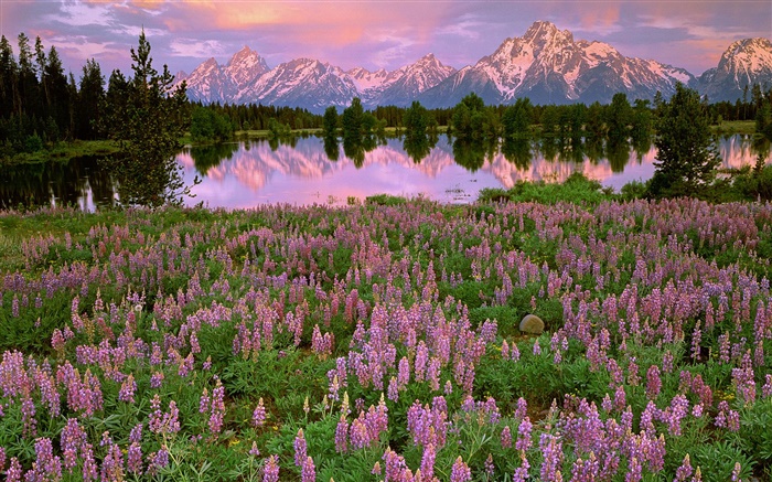 Озеро, горы, розовые гиацинт цветы обои,s изображение