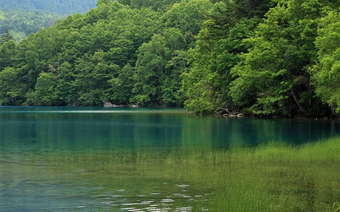 Озеро, деревья, вода трава, Хоккайдо, Япония обои,s изображение
