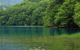 Озеро, деревья, вода трава, Хоккайдо, Япония HD обои